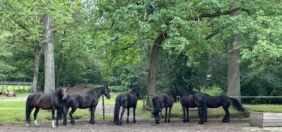 De Swaenhoeve Zoersel Екстер'єр фото